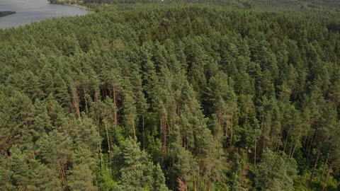 A paved road in the middle of a summer forest. Stock Footage 169504400