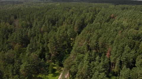 A paved road in the middle of a summer forest. Stock Footage 169504463