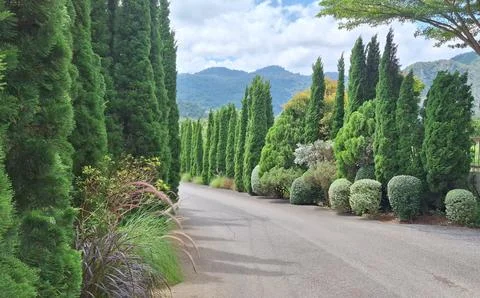 The paved road with pine trees on both sides . Stock Photos