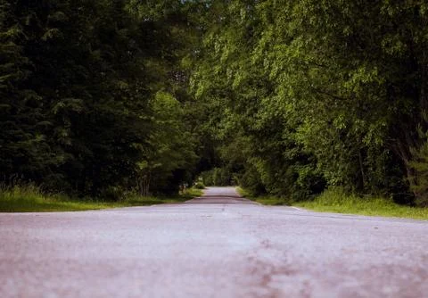 Paved road running between thick trees Stock Photos
