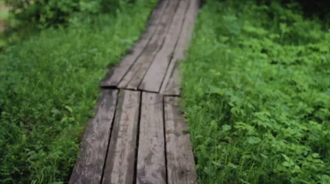 Paved Road Through the Forest Stock Footage 64255670
