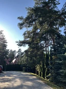 Paved Road Through Pine Forest with House and Blue Sky Stock Photos