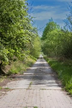 Paved road through summer forest. Stock Photos