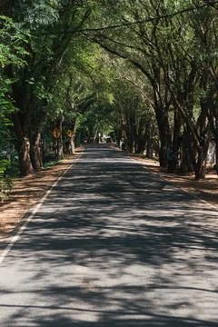 Paved road winding through trees, creating a shady tunnel on a bright 스톡 사진