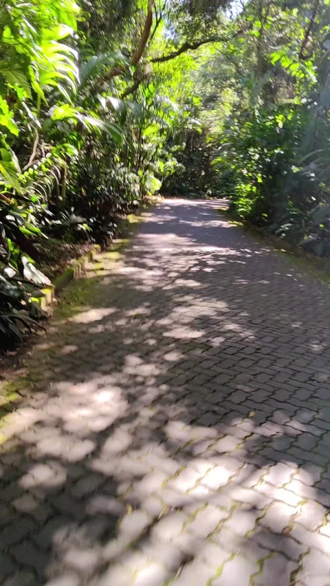 Paved stone path winding through a lush green tropical forest. 스톡 동영상 313299730