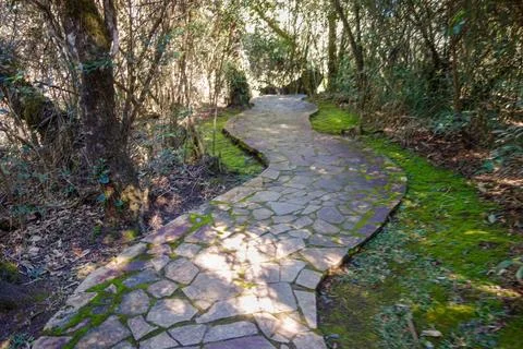 Paved trail on the forest Foto stock