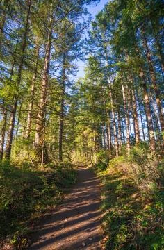 The Paved Trail Through Mima Mounds Natural Area Preserve, Nature preserve .. Stock Photos
