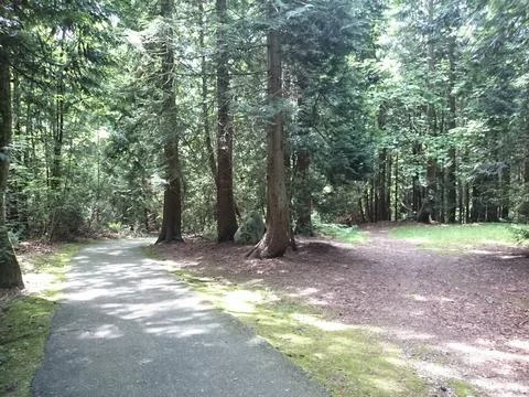A paved walking path in the forest Stock Photos