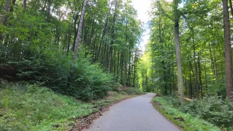 Paved walking path in a green forest surrounded by tall trees. Stock Footage 288834114