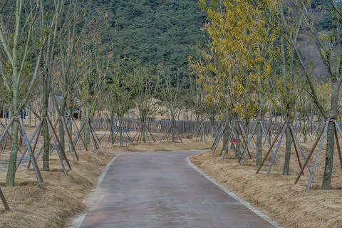 Paved walking trail lined with young trees Stock Photos