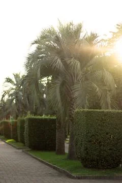 A paved walkway lined with palm trees and neatly trimmed hedges with sun light Stock Photos