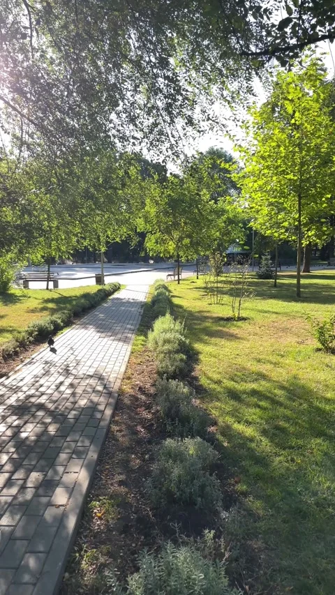 Paved walkway through a leafy city park, outdoor recreation. Stock Footage 342994249