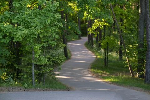 Paved winding path in the forest. Stock Photos