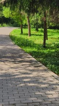 Paved Winding Pathway under Pine Trees with Bird in Iasi Botanical Garden Stock Photos