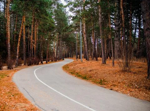 Paved winding road going into the forest. City park. Tall coniferous trees.To Stock Photos