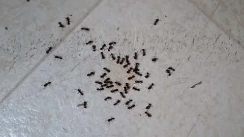Pavement ants feeding on a liquid dropped on the kitchen floor 스톡 동영상 336759936