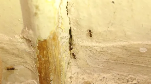 Pavement Ants Social Behavior Inside a Wall Crack – Urban Nature Close-up Stock Footage 306835308