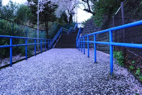 Pavement with fence and stairs covered in sakura petals Stock Photos