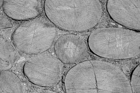 Pavement made of cut down trees. Stock Photos