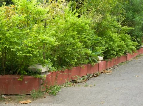 PAVEMENT WITH PLANTS Stock Photos