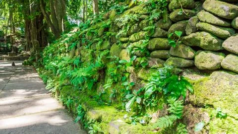 Pavement with stone wall in monkey forest, ubud Stock Photos