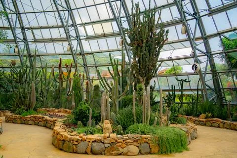A pavilion with cacti. Stock Photos