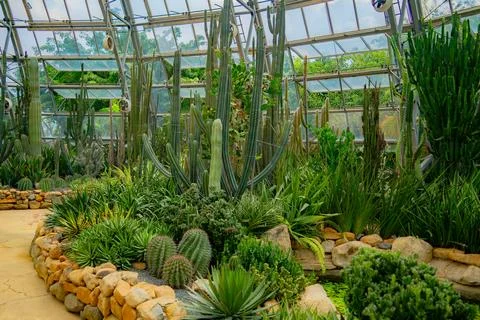 A pavilion with cacti. 스톡 사진