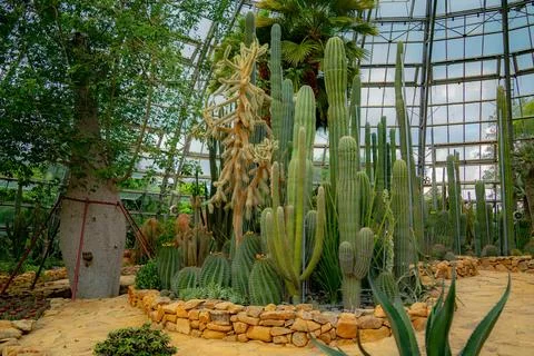 A pavilion with cacti. Stock Photos