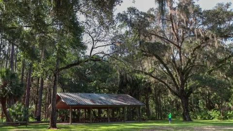 A Pavilion in Goethe State Forest, Levy County, Florida. 4K Stock Footage 138903436