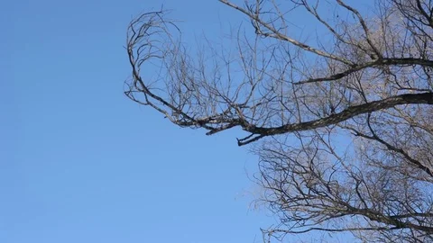 Pavilion in winter Stock-Footage 85217553