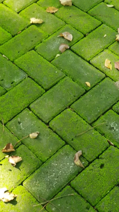Paving block floor with green moss growing on it Stock Footage 331804897