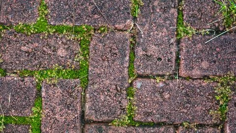 Paving block texture with weeds in the cracks in the background Stock Photos