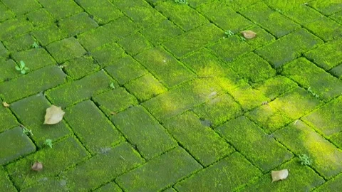 Paving blocks covered with green moss Stock Footage 331634844