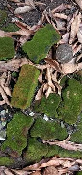 Paving bricks covered with grass, moss and dry leaves Photos