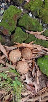 Paving bricks covered with grass, moss and dry leaves Photos