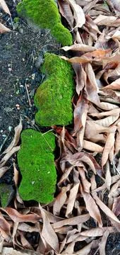 Paving bricks covered with grass, moss and dry leaves Foto stock