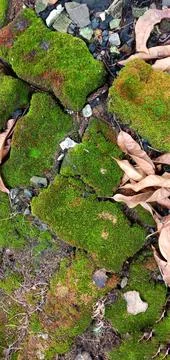 Paving bricks covered with grass, moss and dry leaves Фото