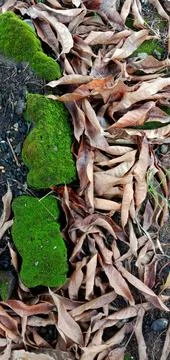 Paving bricks covered with grass, moss and dry leaves Stock-Fotos