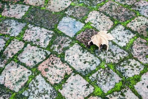 Paving with moss and a leaf Stock Photos