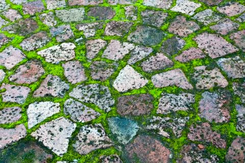 Paving with moss Stock Photos