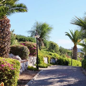 Paving path winding through a lush tropical garden with palm trees and bloo.. 스톡 사진