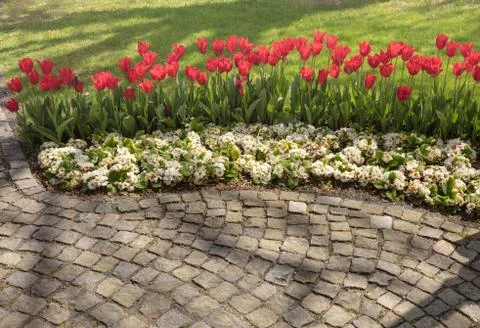 Paving pattern with red tulips and white flowers Stock Photos