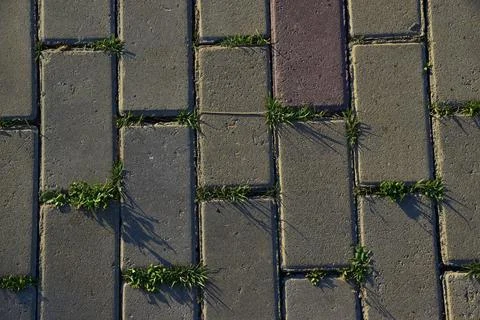 Paving slabs and sprouting grass in the setting sun. Natural background for g Stock Photos