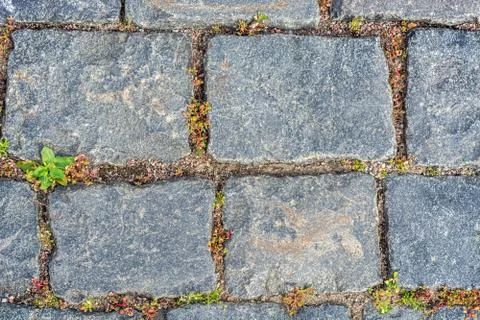 Paving stone background. Stock Photos