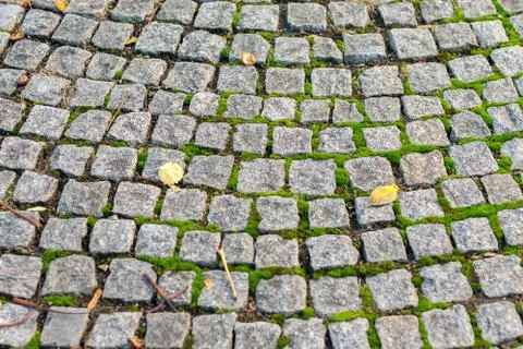 Paving stone close-up. Stock Photos
