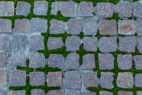 Paving stones with moss growing between stones in sunlight with shadows Stock Photos
