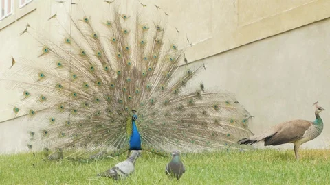 Pavlin4 Stock Footage 96024787