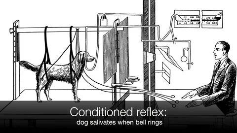 Pavlov and his Experiments Stock Footage 159433344