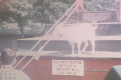 PAVLOV'S GOAT Stock Footage 333350