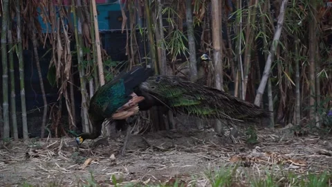 Pavo muticus 動画素材 291876198